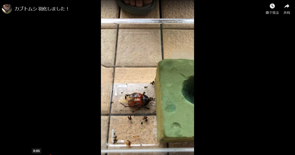 キッズコネクション